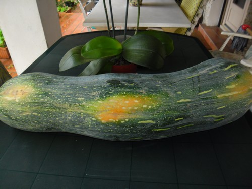 courge Naples