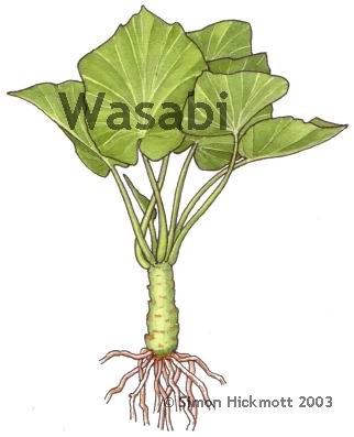 Le wasabi japonais  GOURMANDISE SANS FRONTIERES