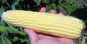 Maïs