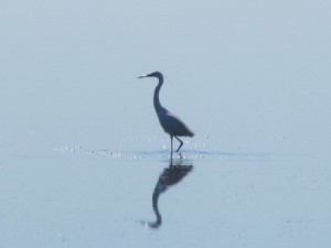 Bages espèces oiseaux
