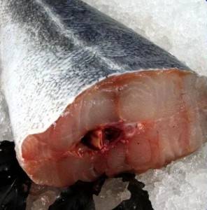 Lieu noir, poisson de février, peche durable