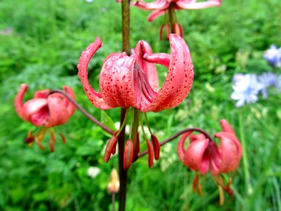 ariege-pyrénées-fleur
