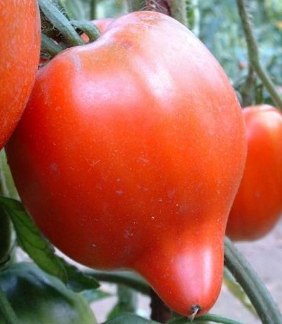 tomate-teton-venus