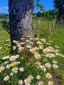 Laguiole Aubrac au printemps
